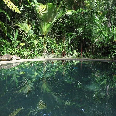 Daintree Rainforest Retreat Motel Extérieur photo