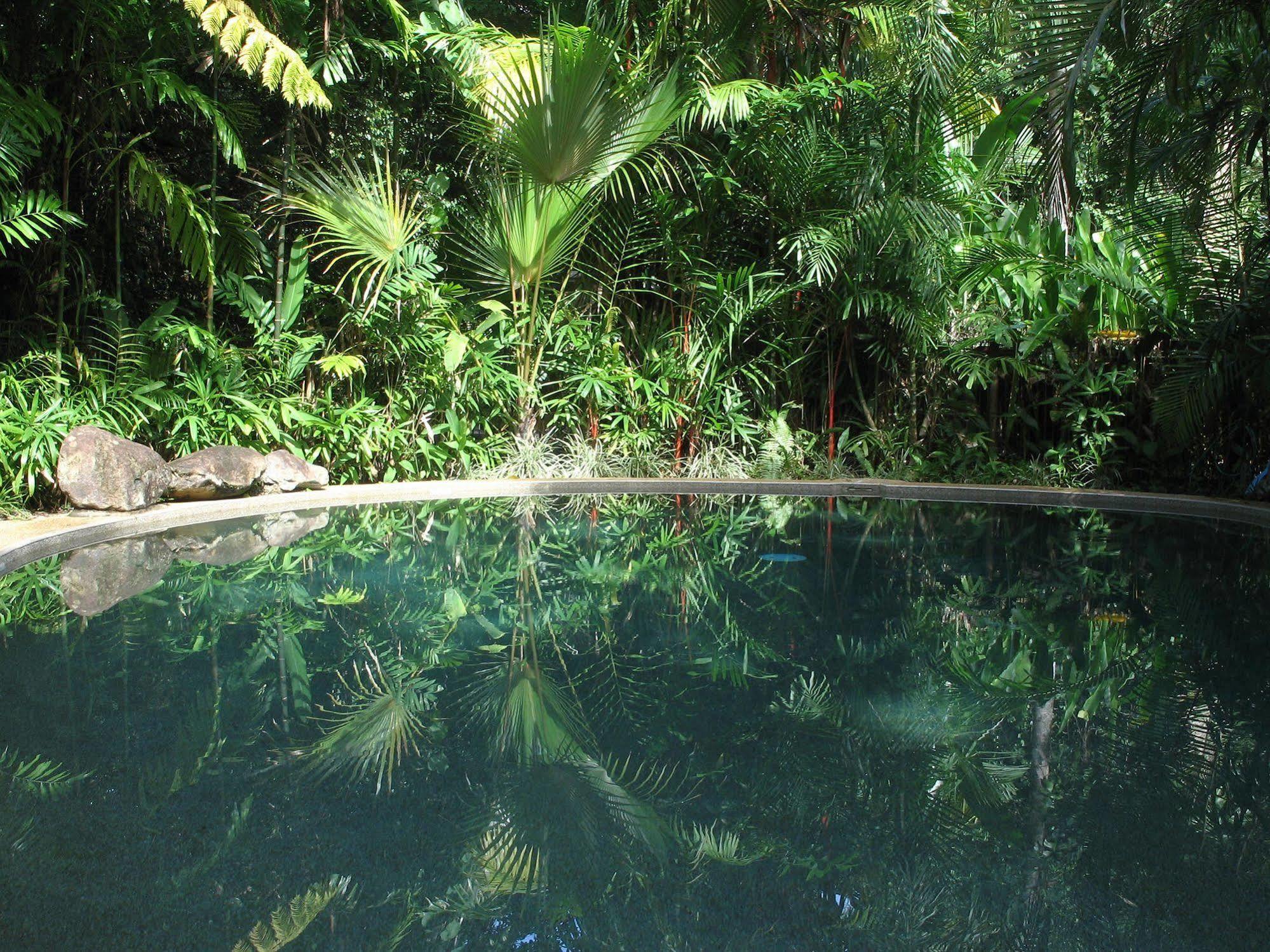 Daintree Rainforest Retreat Motel Extérieur photo